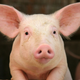 Illustration for article titled 13 Adorable Photos Of Baby Farm Animals, But With Each Click, Another Appendage Will Be Cut Off Our Finance Director’s Body. How Far Will You Go? When Will You Let It Stop?